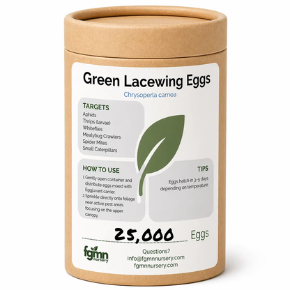 Huevos de crisopa verde