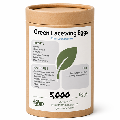 Huevos de crisopa verde