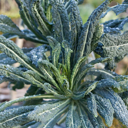 Lacinato Kale Seeds (Organic) - Tampa Home & Garden Store