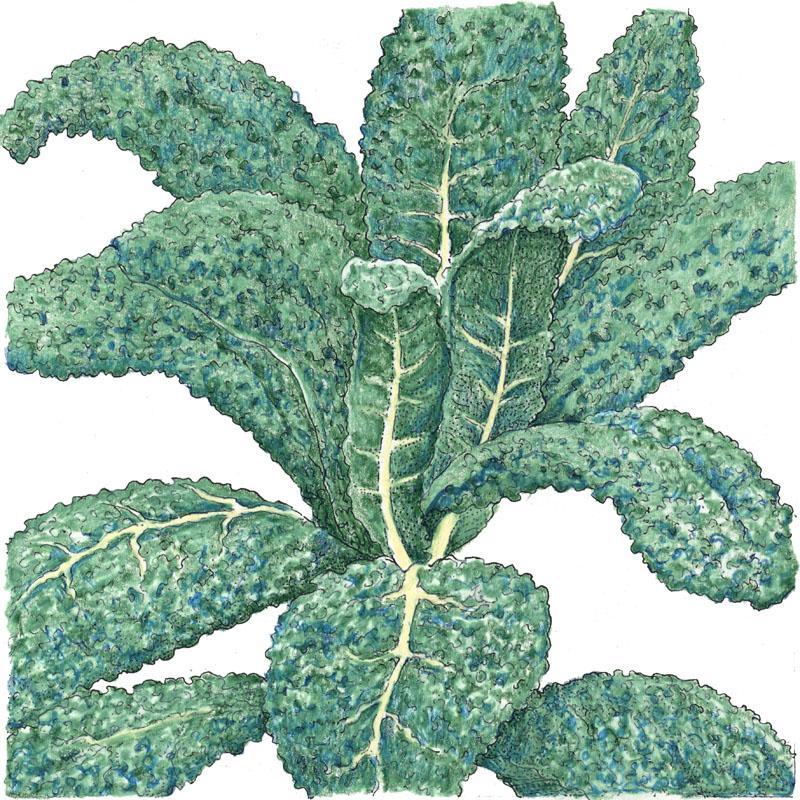 Lacinato Kale Seeds (Organic) - Tampa Home & Garden Store