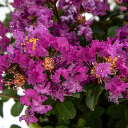 Plant Bellini® Grape Crape Myrtle with vivid purple blooms and green leaves on Tampa Home & Garden Store