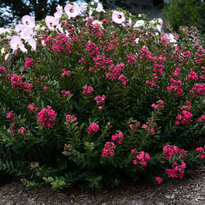 Bellini Strawberry Crape Myrtle plant with pink flower clusters and glossy green leaves on Tampa Home & Garden Store