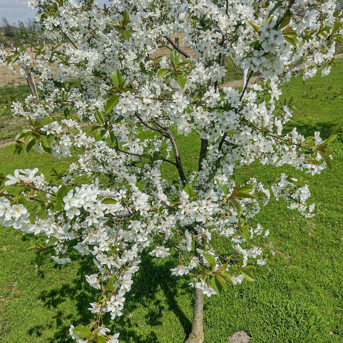 Lapins Cherry Tree plant in bloom with white blossoms on green leaves Live Good Logistics on Tampa Home & Garden Store