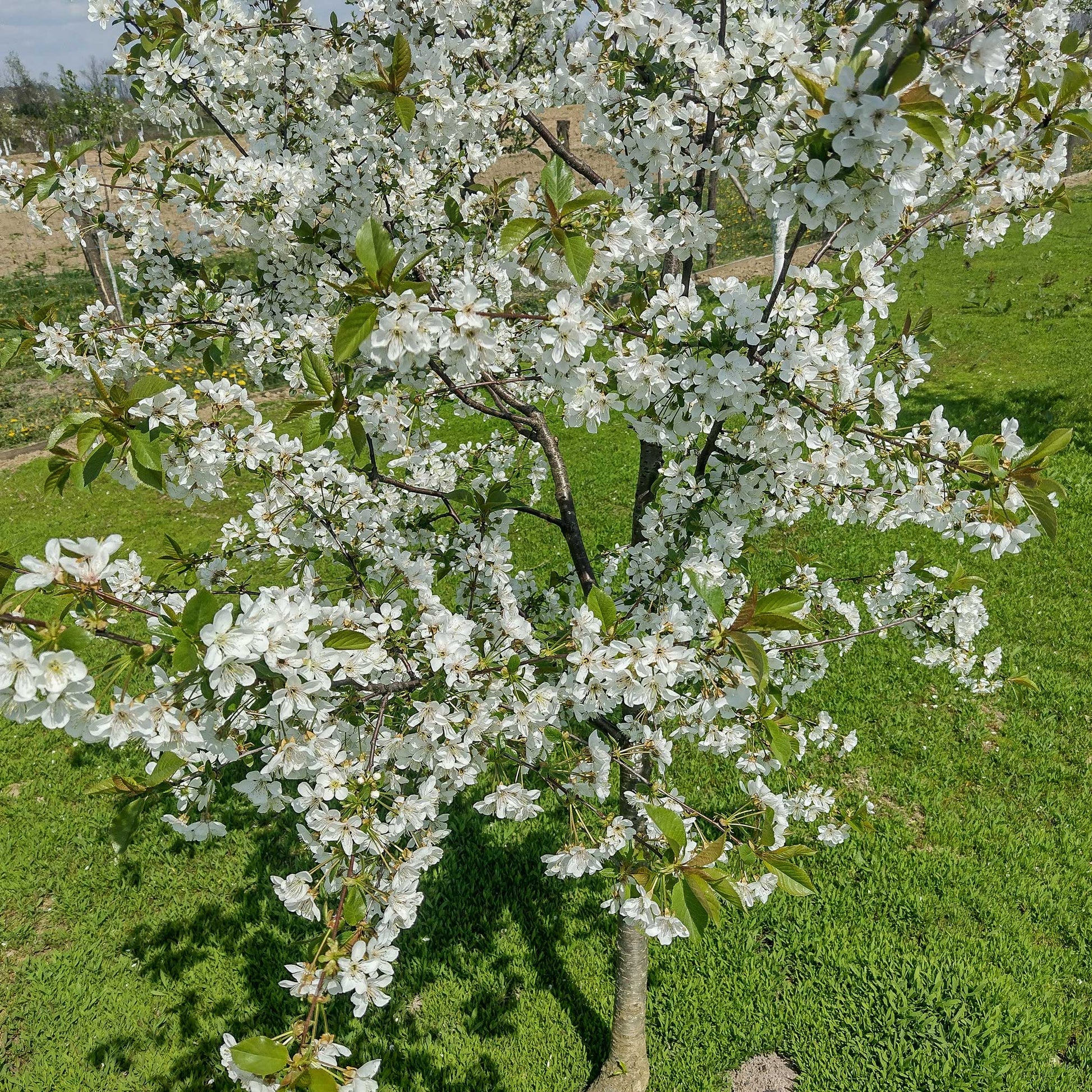 Lapins Cherry Tree plant in bloom with white blossoms on green leaves Live Good Logistics on Tampa Home & Garden Store