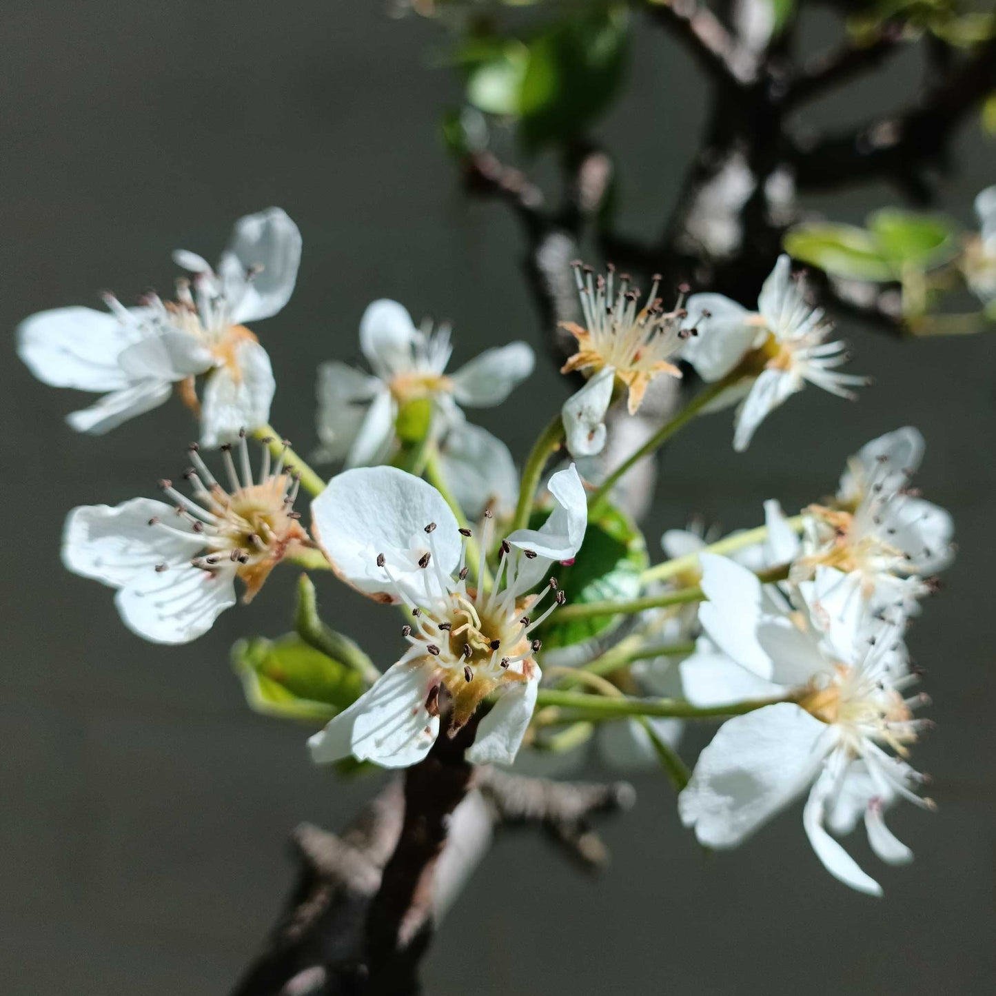 Lapins Cherry Tree plant with white blossoms, Live Good Logistics brand on Tampa Home & Garden Store
