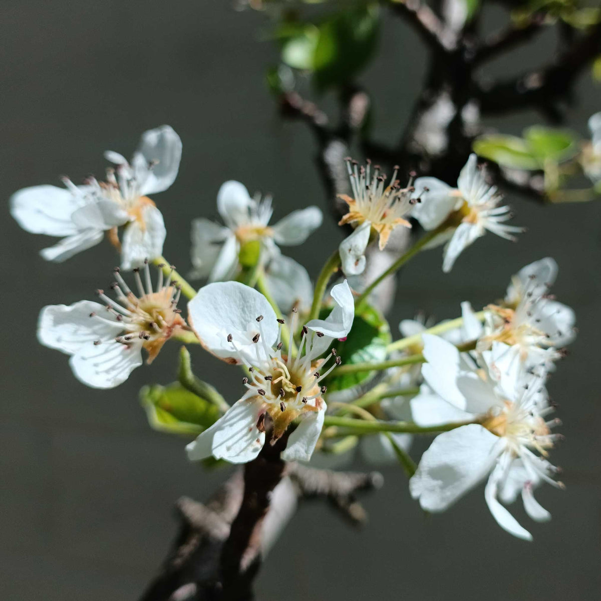 Lapins Cherry Tree plant with white blossoms, Live Good Logistics brand on Tampa Home & Garden Store