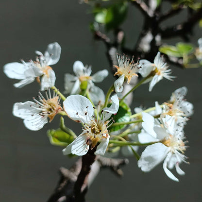 Lapins Cherry Tree plant with white blossoms, Live Good Logistics brand on Tampa Home & Garden Store