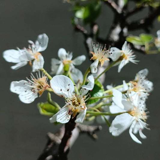 Lapins Cherry Tree plant with white blossoms, Live Good Logistics brand on Tampa Home & Garden Store