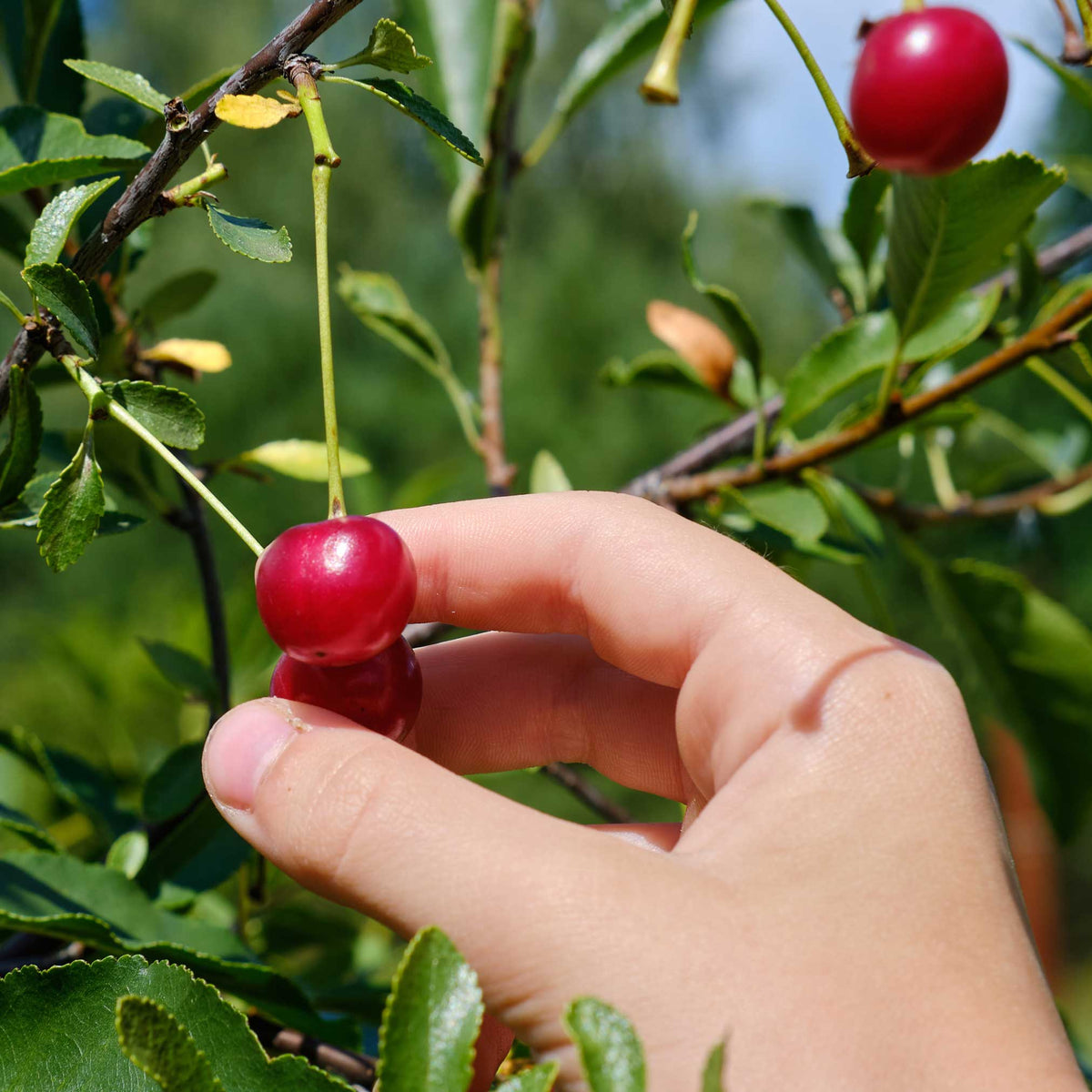 Lapins Cherry Tree plant with two ripe red cherries on leafy branch Live Good Logistics on Tampa Home & Garden Store