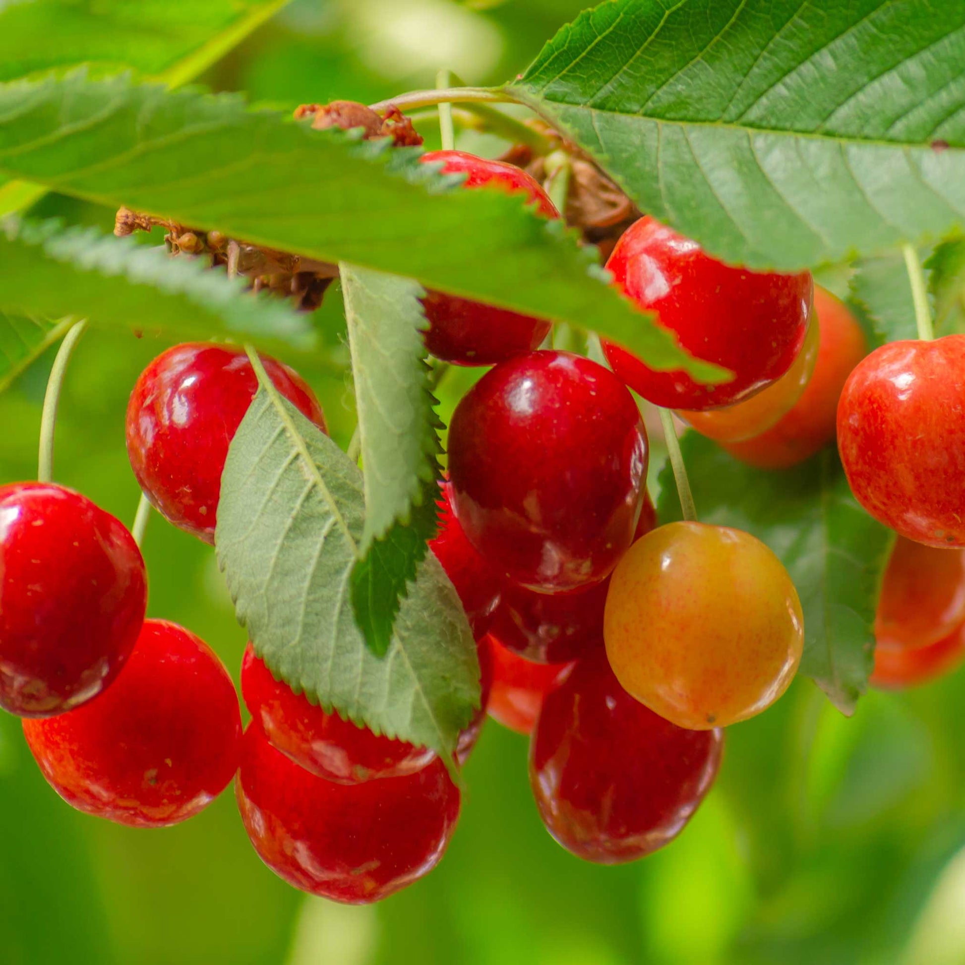 Lapins Cherry Tree plant with bright red cherries on lush green leaves on Tampa Home & Garden Store