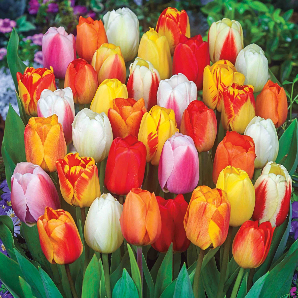Late Season Blooming Tulip Mix plant by Live Good Logistics in a multicolor tulip display on Tampa Home & Garden Store