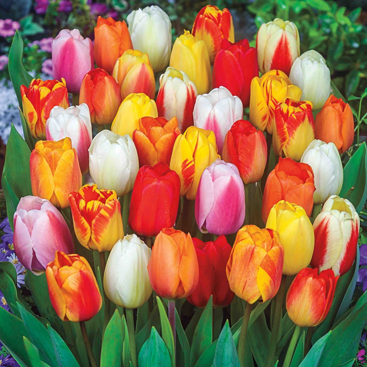Mid Season Blooming Tulip Mix plant with bright blooms for indoor outdoor use on Tampa Home & Garden Store
