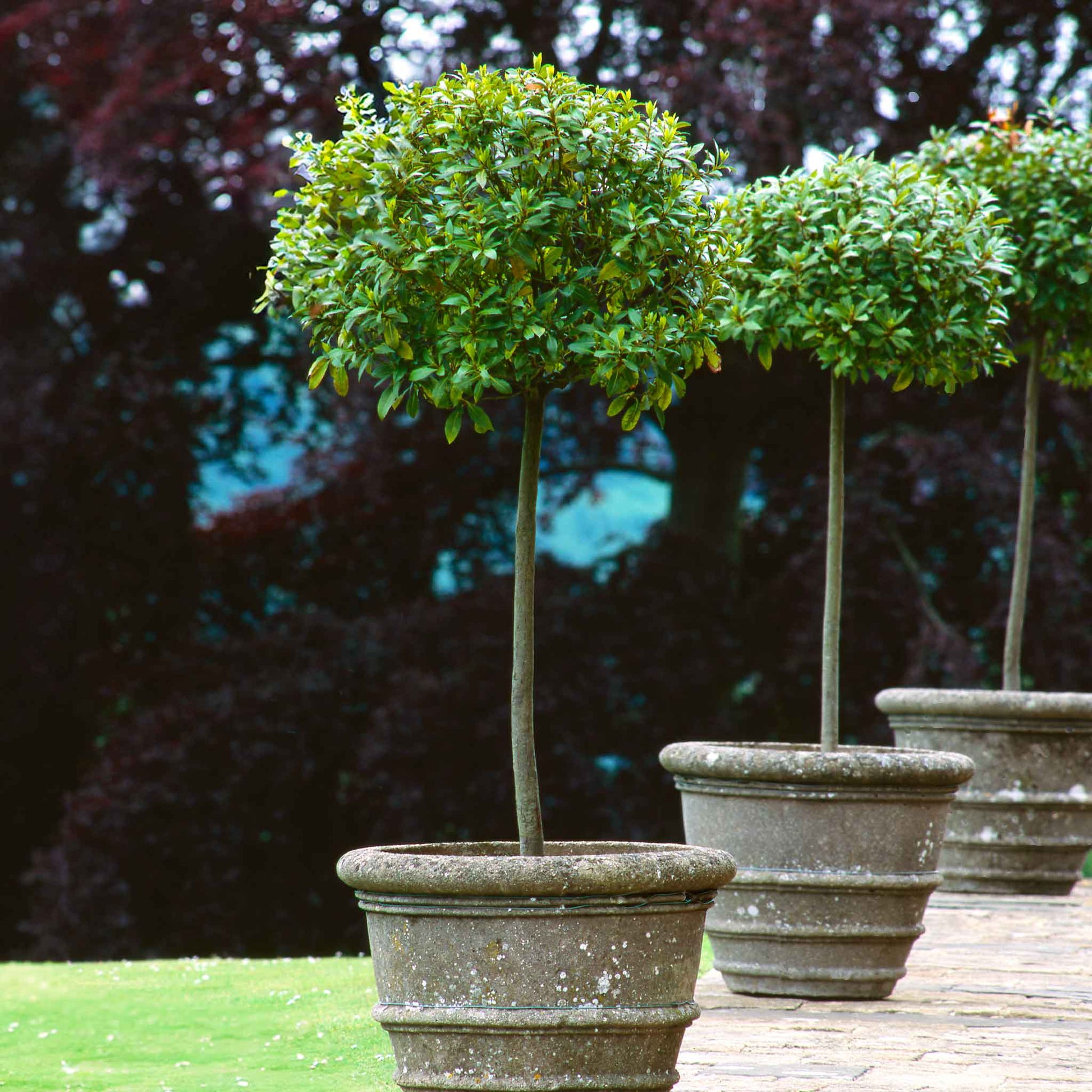 3 English Laurel Topiary Single Ball plants in gray concrete pots by Live Good Logistics on Tampa Home & Garden Store