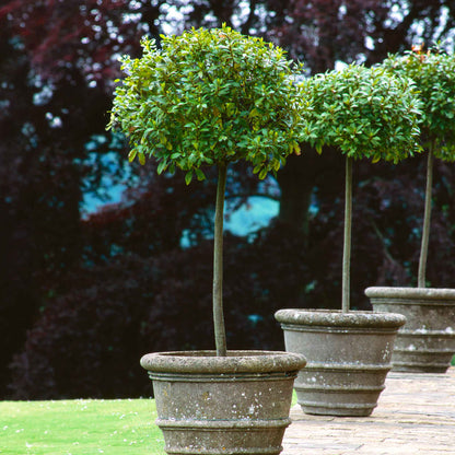 3 English Laurel Topiary Single Ball plants in gray concrete pots by Live Good Logistics on Tampa Home & Garden Store