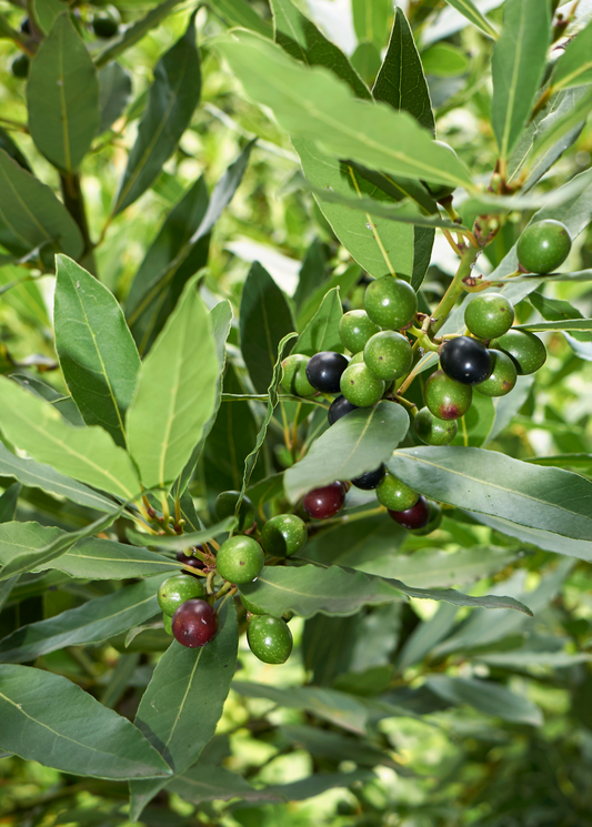 Bay Leaf Tree, Bay Laurel (Laurus nobilis)
