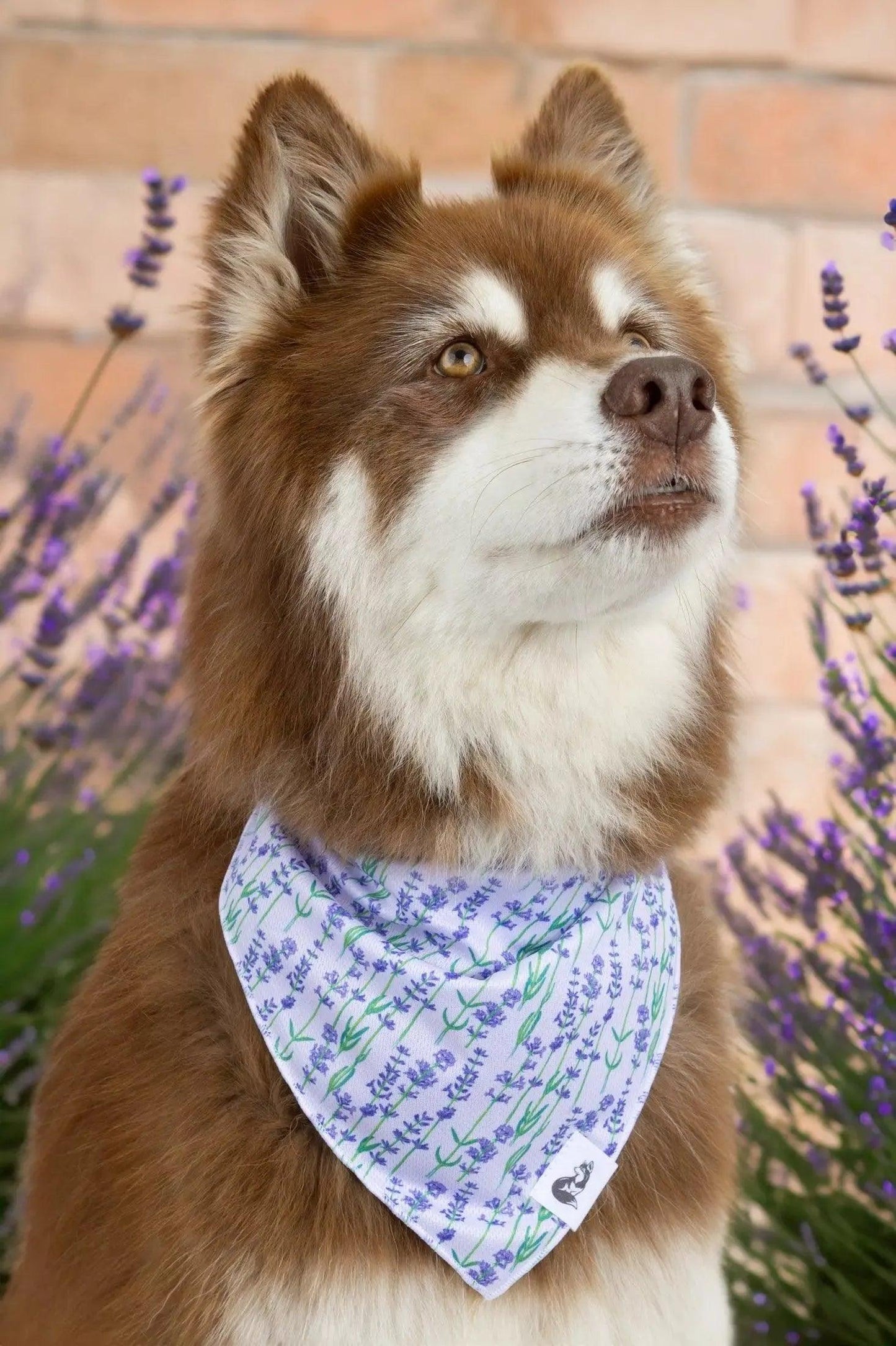 Lavender Blooms Dog Bandana - Tampa Home & Garden Store