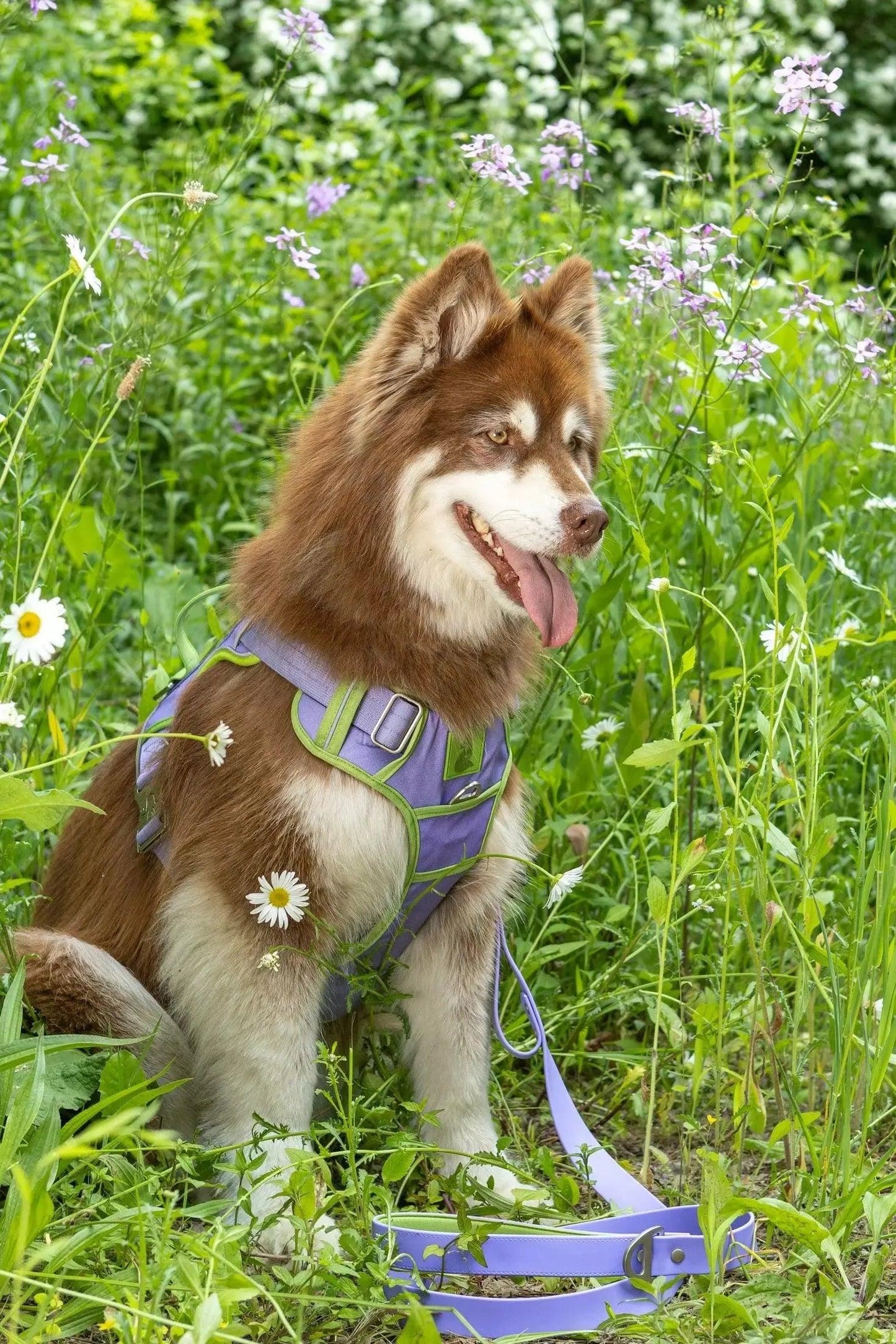 Lavender Garden Ultimate Dog Harness - Tampa Home & Garden Store