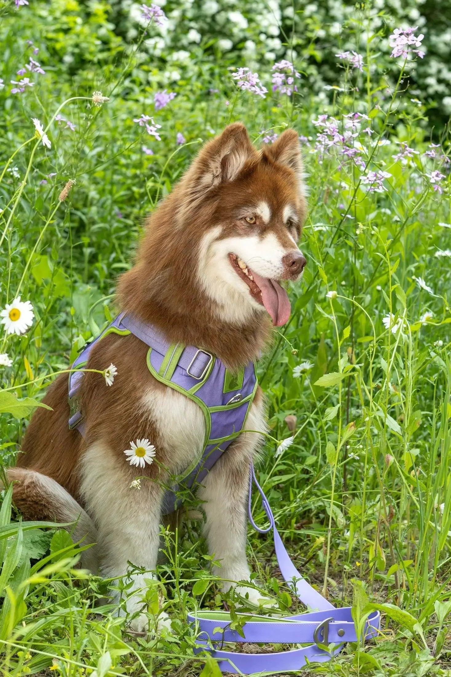 Lavender Garden Ultimate Dog Harness - Tampa Home & Garden Store