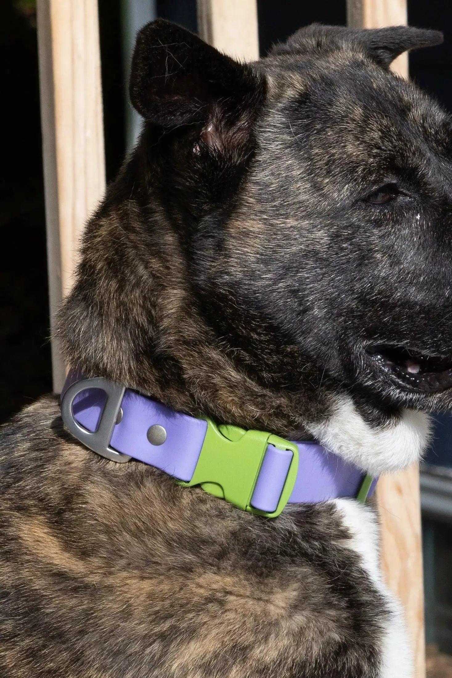 Lavender Garden Waterproof Dog Collar - Tampa Home & Garden Store