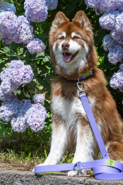 Lavender Garden Waterproof Dog Leash - Tampa Home & Garden Store