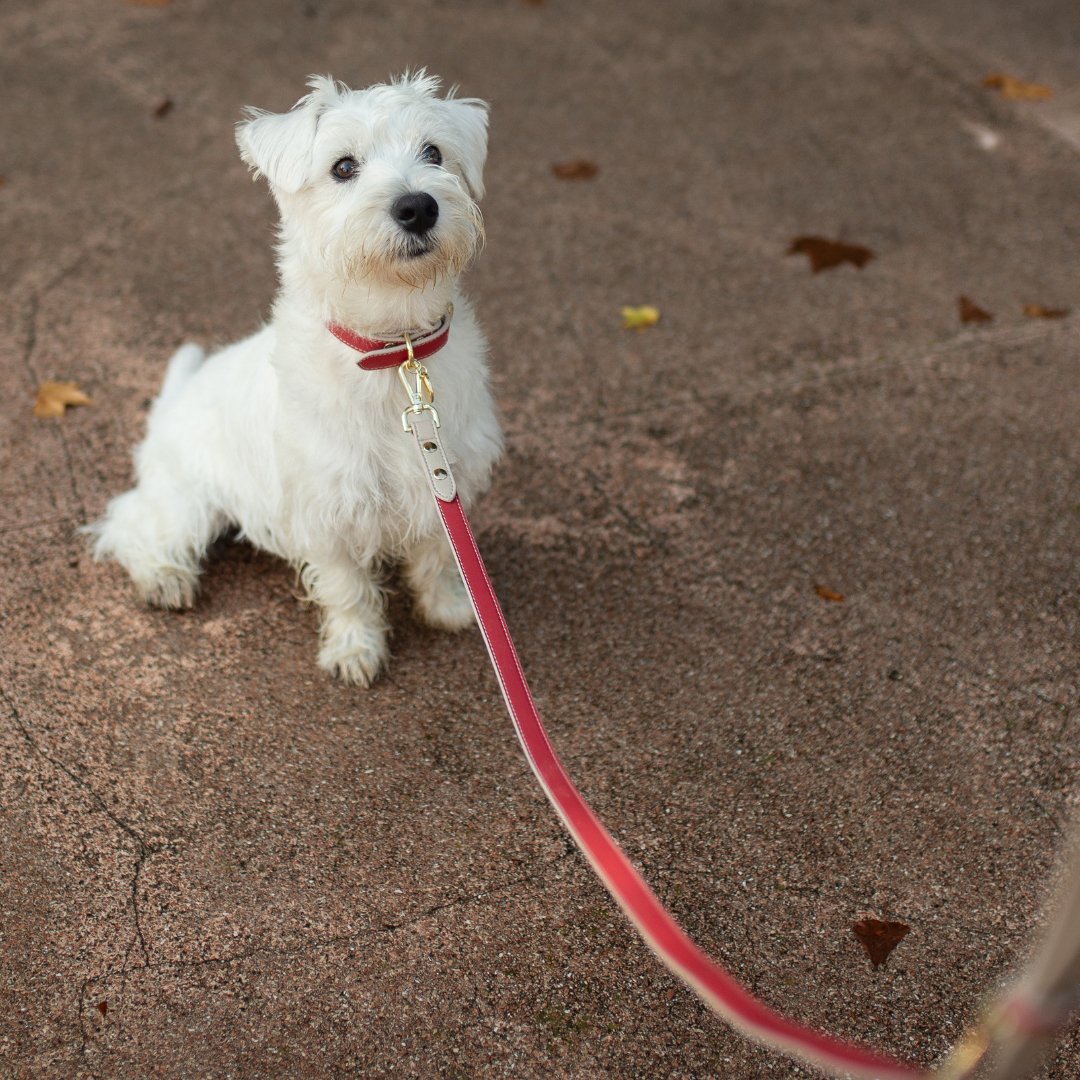Leash 4ft - Vegan Leather - Copenhagen - Tampa Home & Garden Store