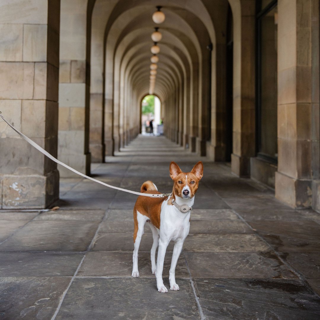 Leash 4ft - Vegan Leather - Cupertino - Tampa Home & Garden Store