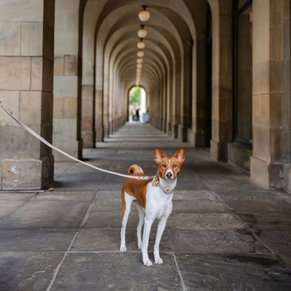 Leash 4ft - Vegan Leather - Cupertino - Tampa Home & Garden Store