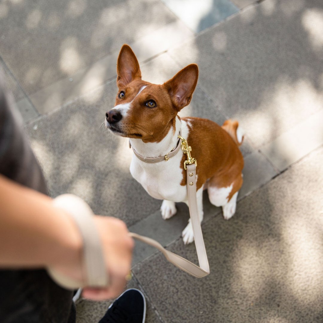 Leash 4ft - Vegan Leather - Cupertino - Tampa Home & Garden Store