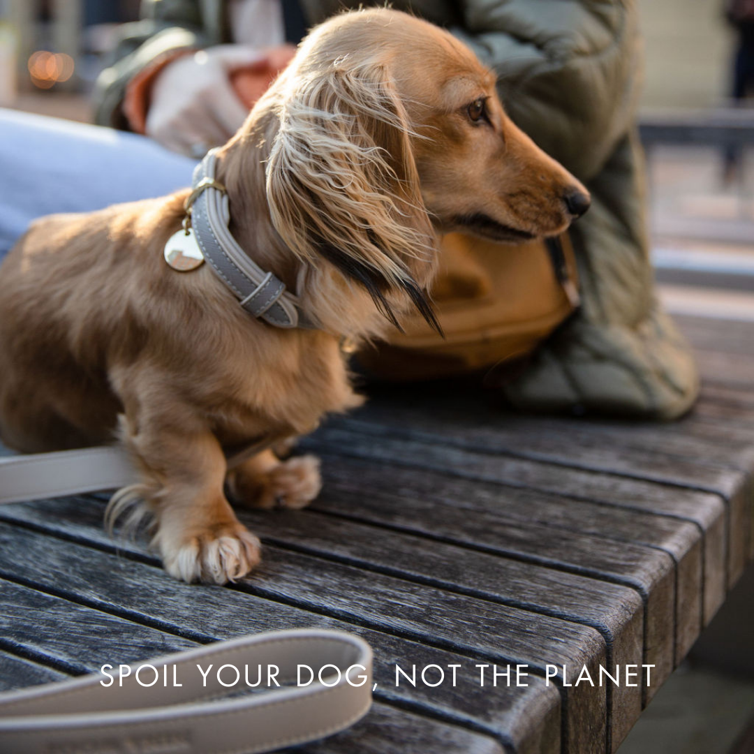 Leash 4ft - Vegan Leather - London - Tampa Home & Garden Store