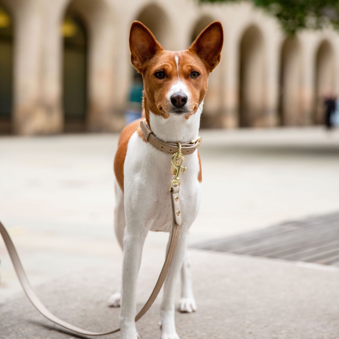 Leash 4ft - Vegan Leather - Milan - Tampa Home & Garden Store