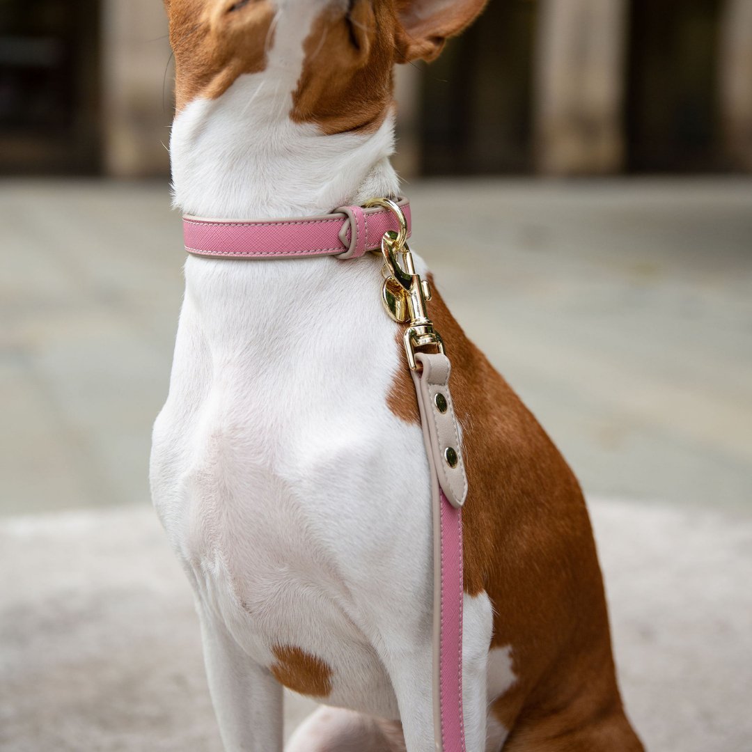 Leash 4ft - Vegan Leather - Rio - Tampa Home & Garden Store