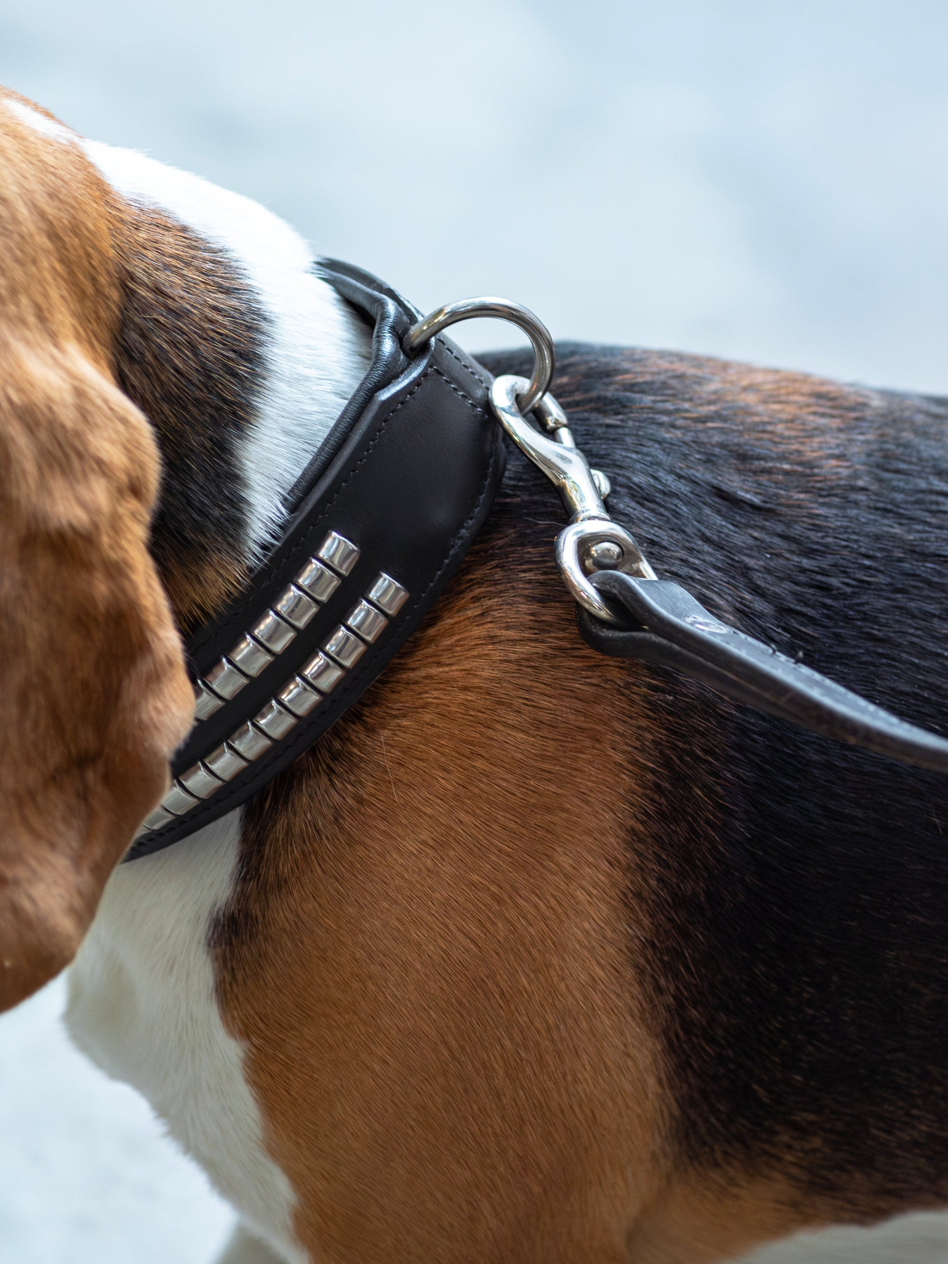 Leather Collar with Designer Studs - Tampa Home & Garden Store
