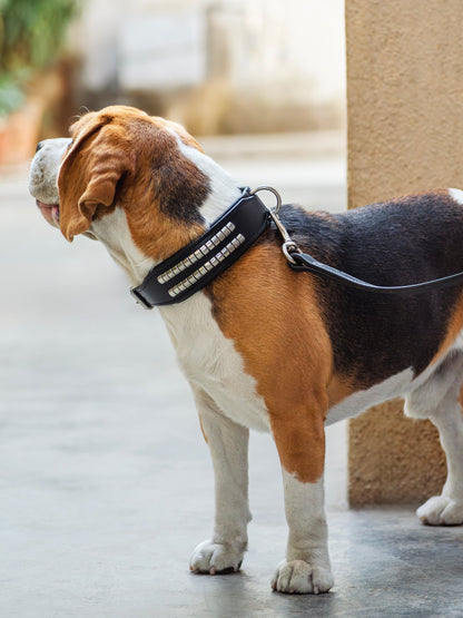 Leather Collar with Designer Studs - Tampa Home & Garden Store