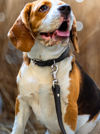 Leather Dog Leash - Tampa Home & Garden Store