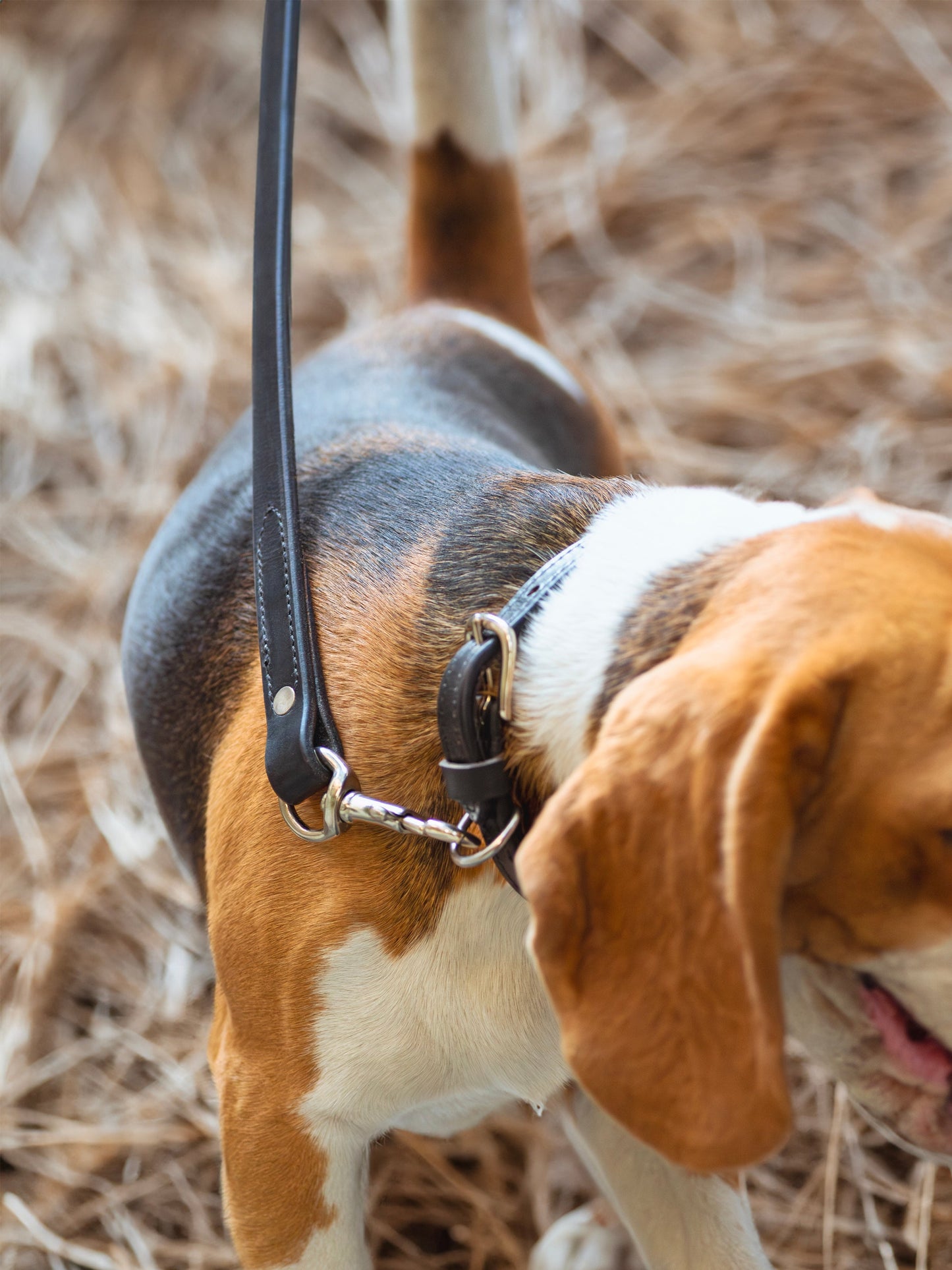 Leather Dog Leash - Tampa Home & Garden Store