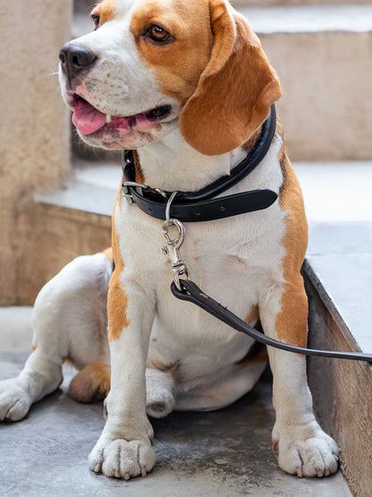 Leather Dog Leash - Tampa Home & Garden Store