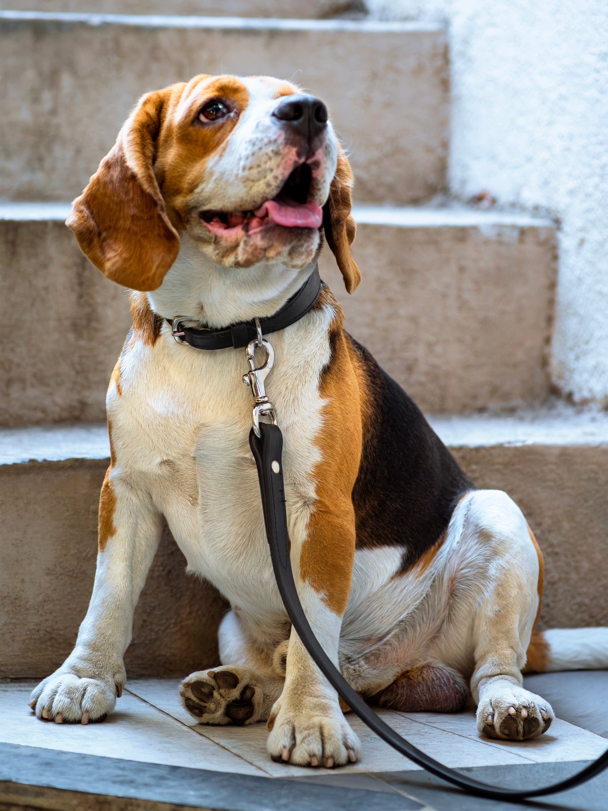 Leather Dog Leash - Tampa Home & Garden Store