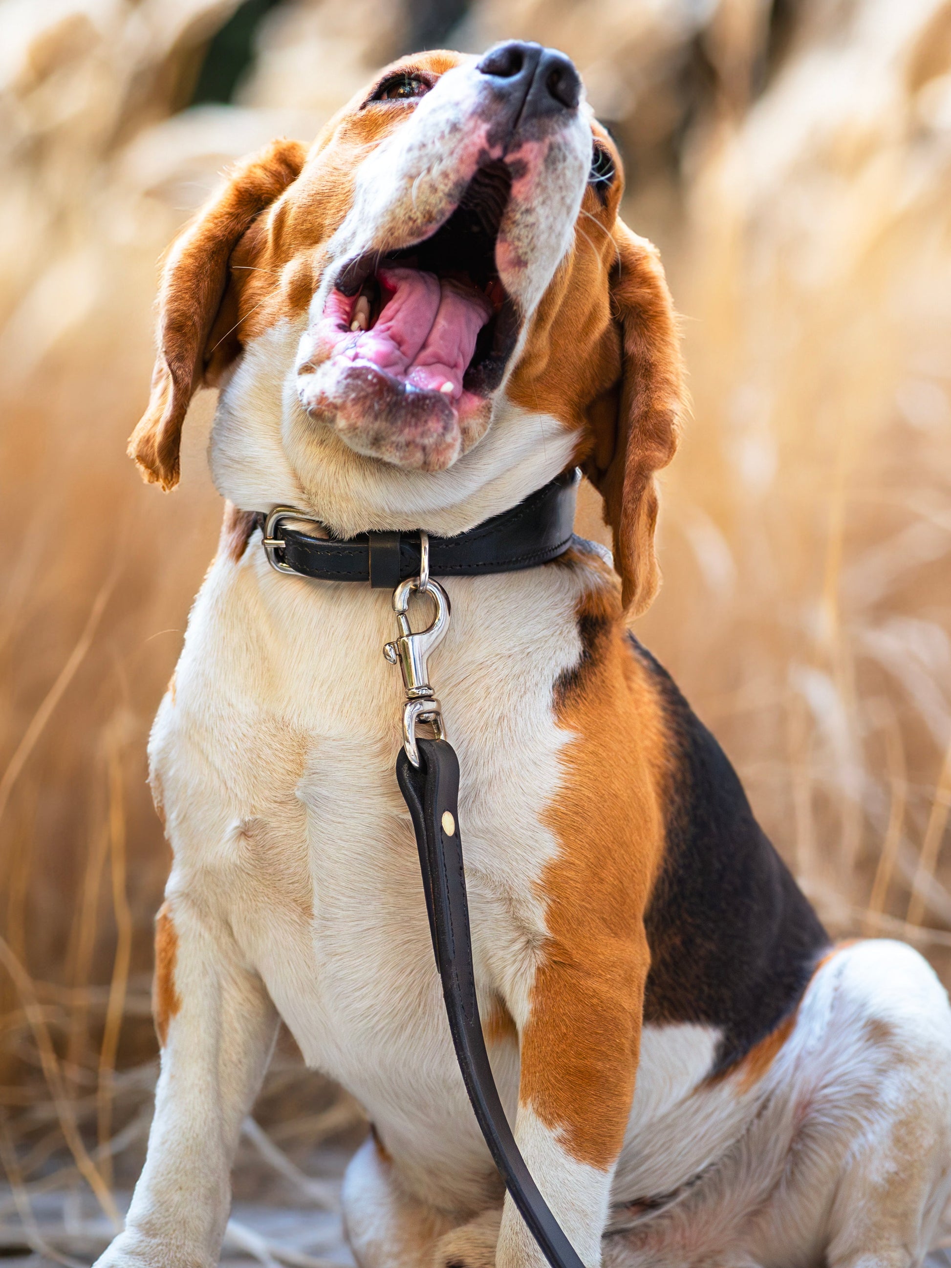 Leather Dog Leash - Tampa Home & Garden Store