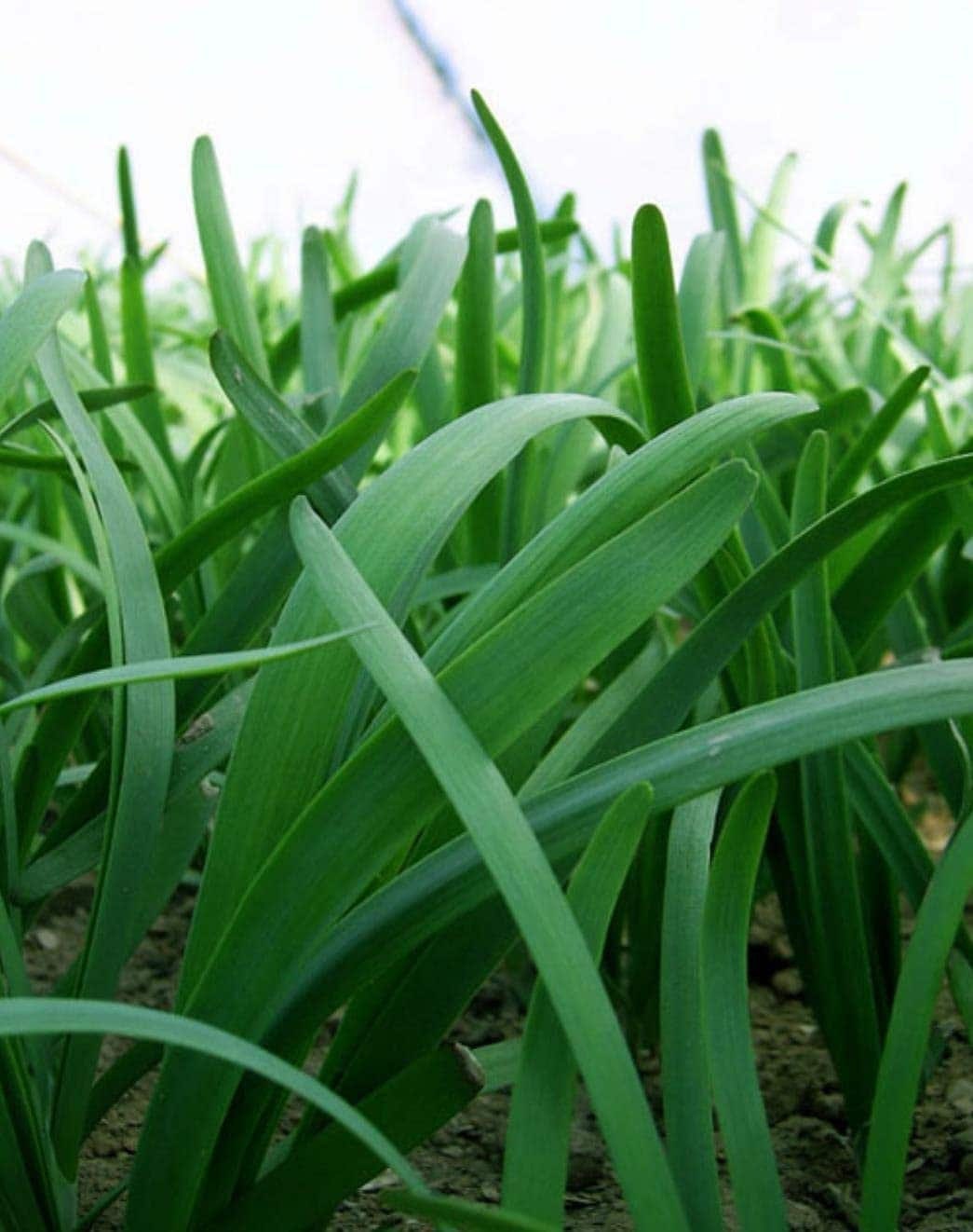 Leeks - Green Chive - Asian Garlic Chive - 500 Seeds - Tampa Home & Garden Store