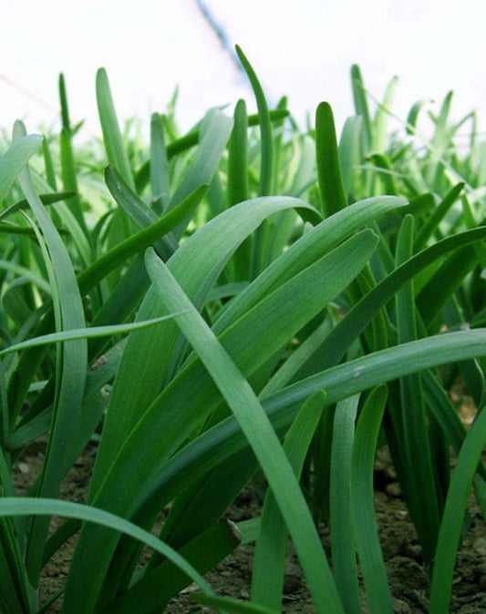 Leeks - Green Chive - Asian Garlic Chive - 500 Seeds - Tampa Home & Garden Store