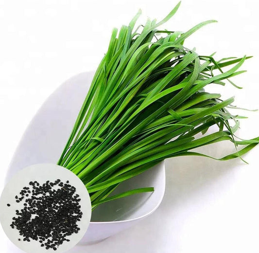Leeks - Green Chive - Asian Garlic Chive - 500 Seeds - Tampa Home & Garden Store