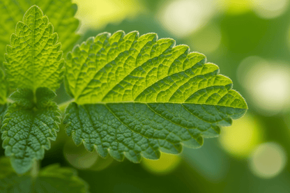 Lemon Balm Grow Kit - Tampa Home & Garden Store