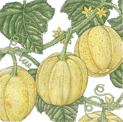 Lemon Cucumber Seeds (Organic) - Tampa Home & Garden Store