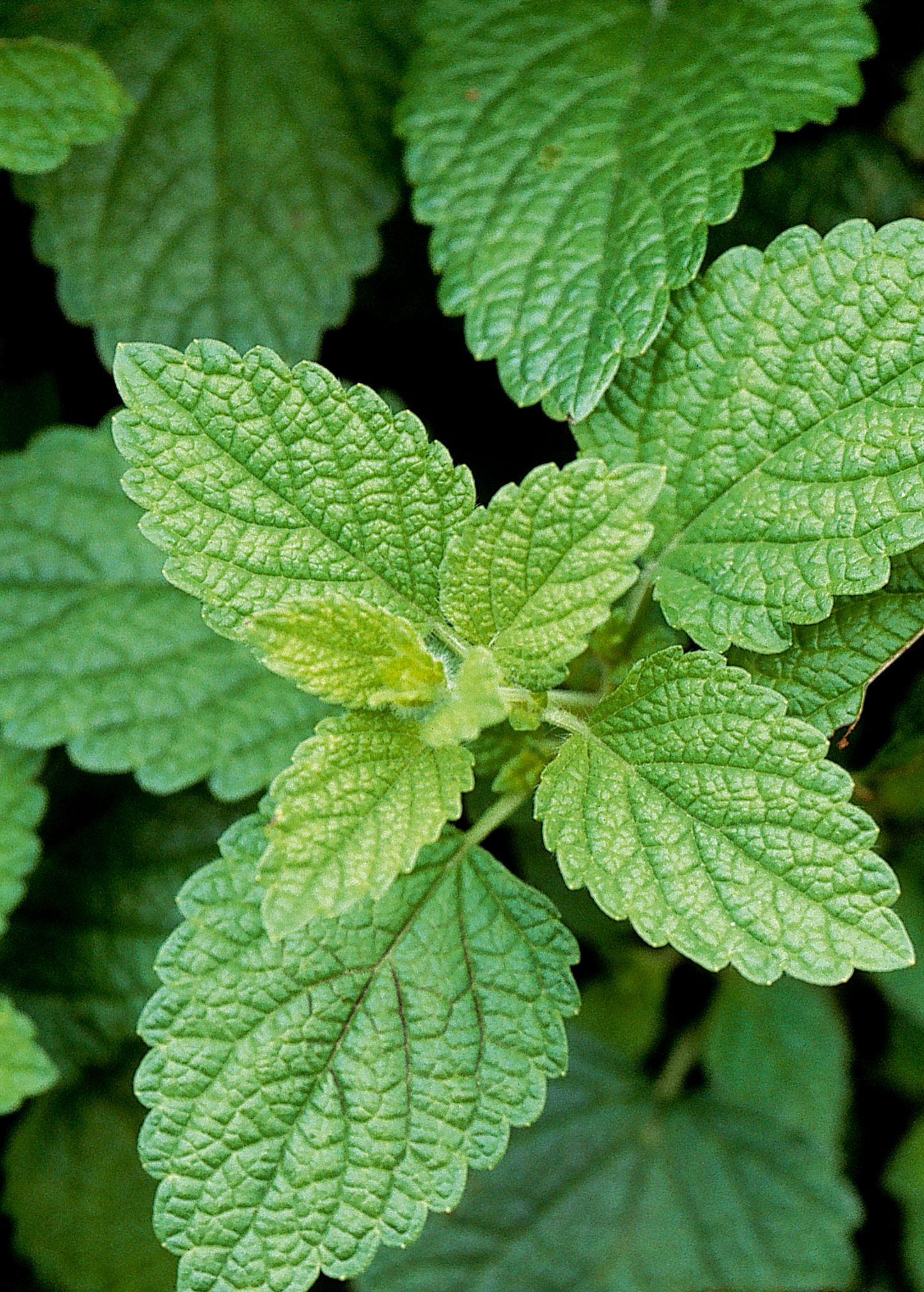 Melisa (Melissa officinalis)