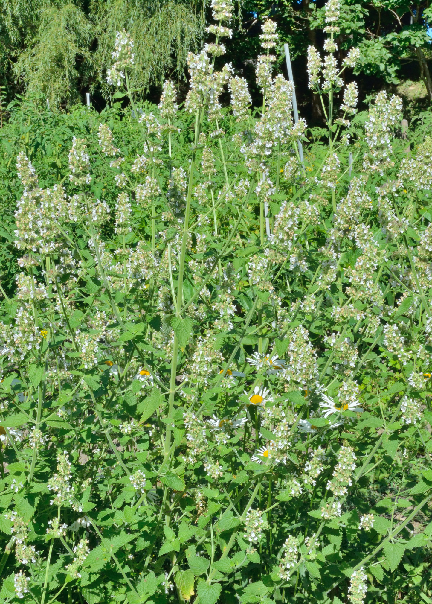 Melisa (Melissa officinalis)