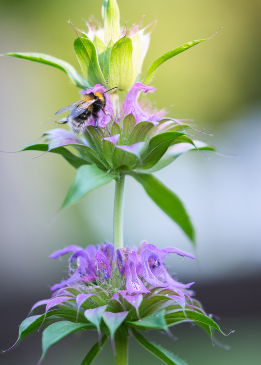 Bergamot 'Lemon' Plant (Monarda citriodora)