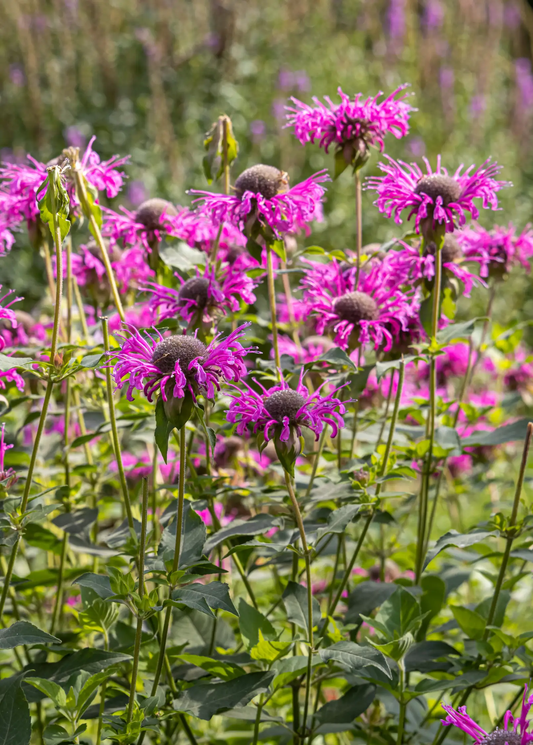 Sweet Leaf Bergamot Monarda Fistulosa bee balm plant with bright pink blooms on Tampa Home & Garden Store