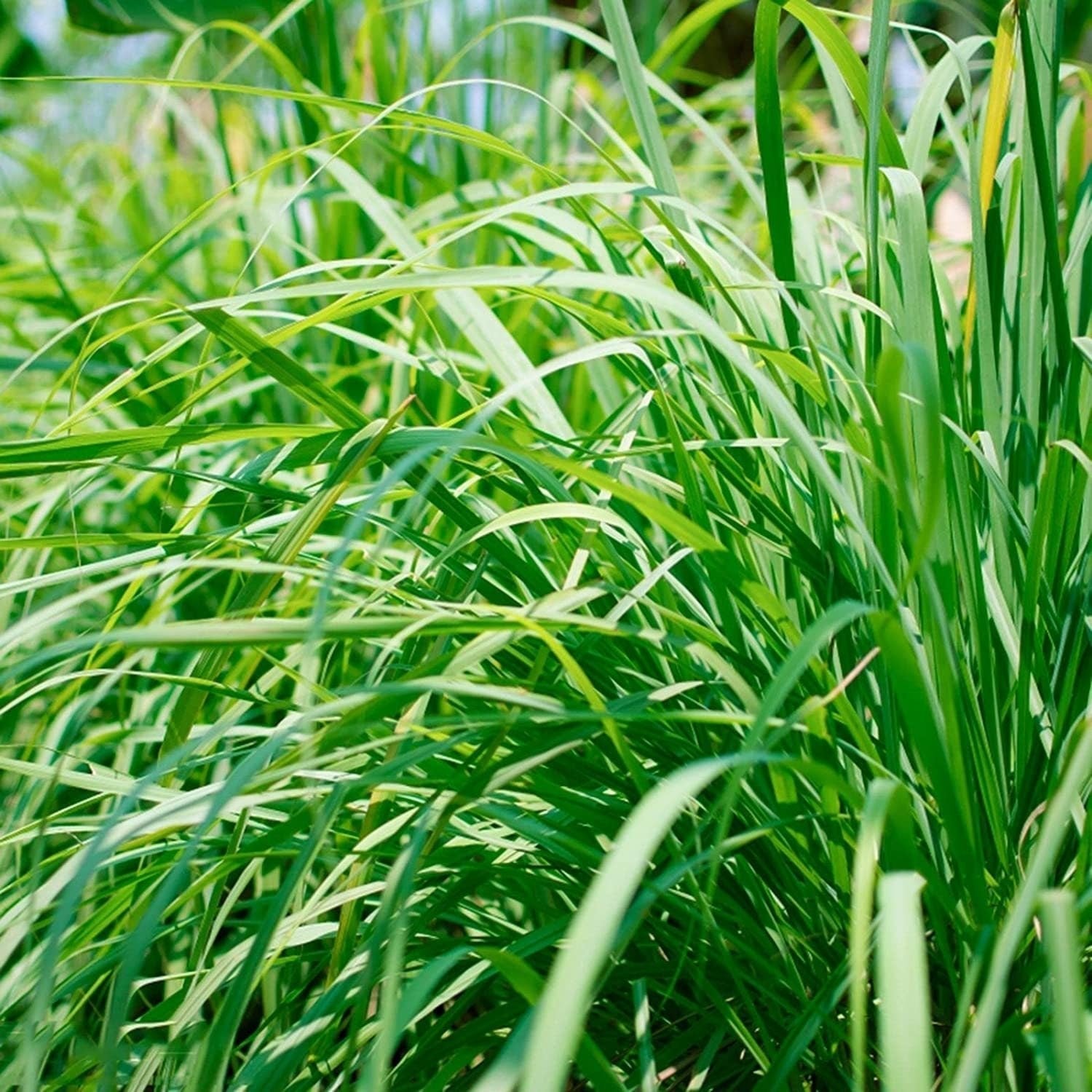 Lemongrass 1000 Seeds - Tropical Asian Cooking Perennial Plant Outdoor Indoor Home - Tampa Home & Garden Store