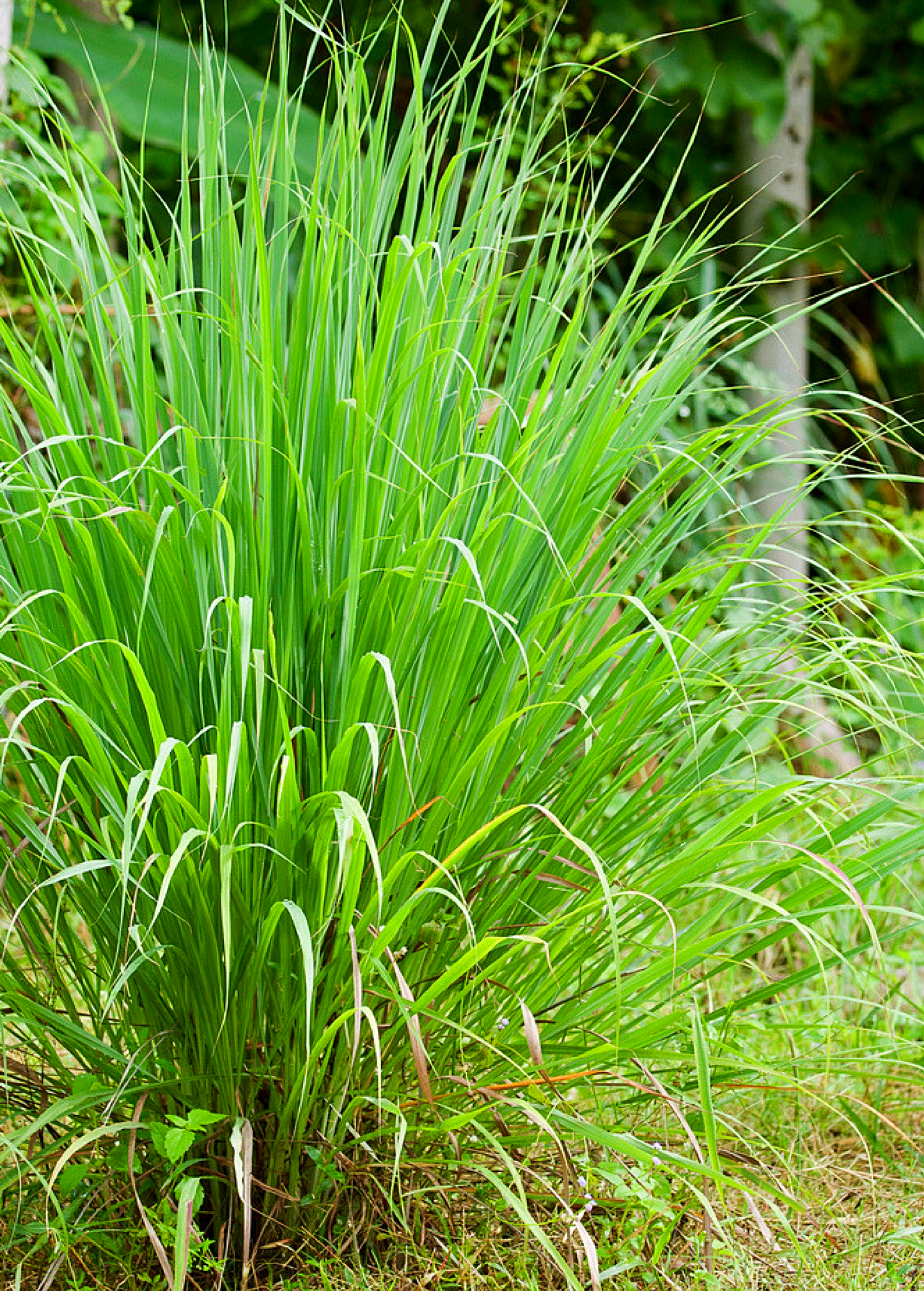 Lemongrass (Cymbopogon) - Tampa Home & Garden Store