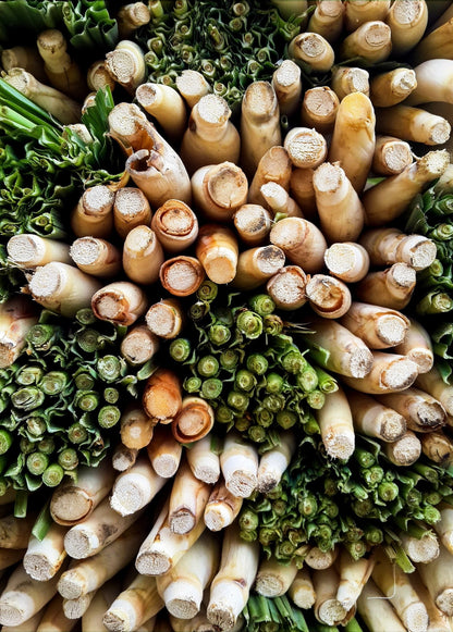 Lemongrass (Cymbopogon) - Tampa Home & Garden Store